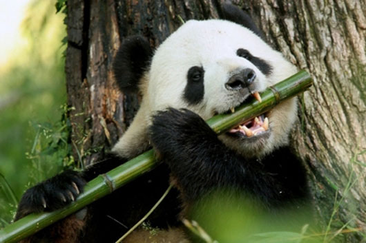 Рисунок: /upload/_logs/panda-gryzet-bambuk.jpg
