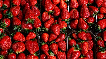 Сезон свежих ягод: как на Кубани выращивают клубнику для «ВкусВилла»