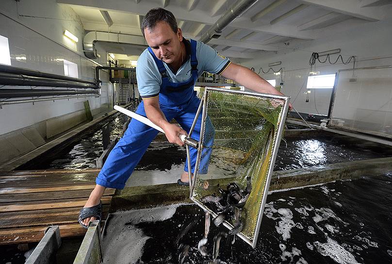 Отечественная аквакультура покрывает лишь 15% объема потребления семги и форели. Фото: Дмитрий Лебедев, Коммерсантъ