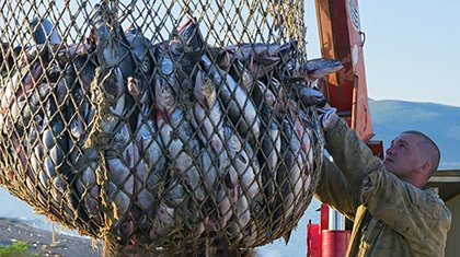 Декоративное изображение