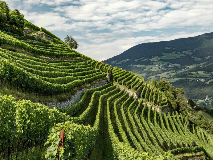 Simple Wine News представил винный гид-2023 «Большое русское вино ...