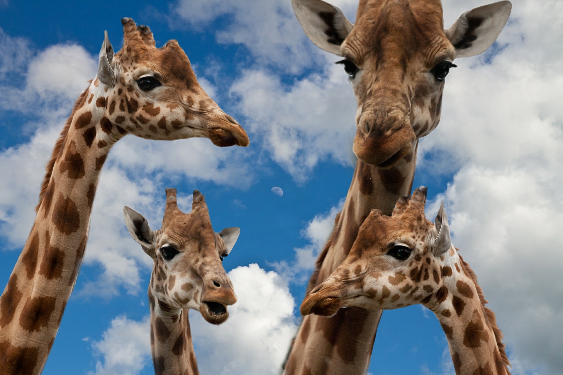 giraffes-627033_1920.jpg