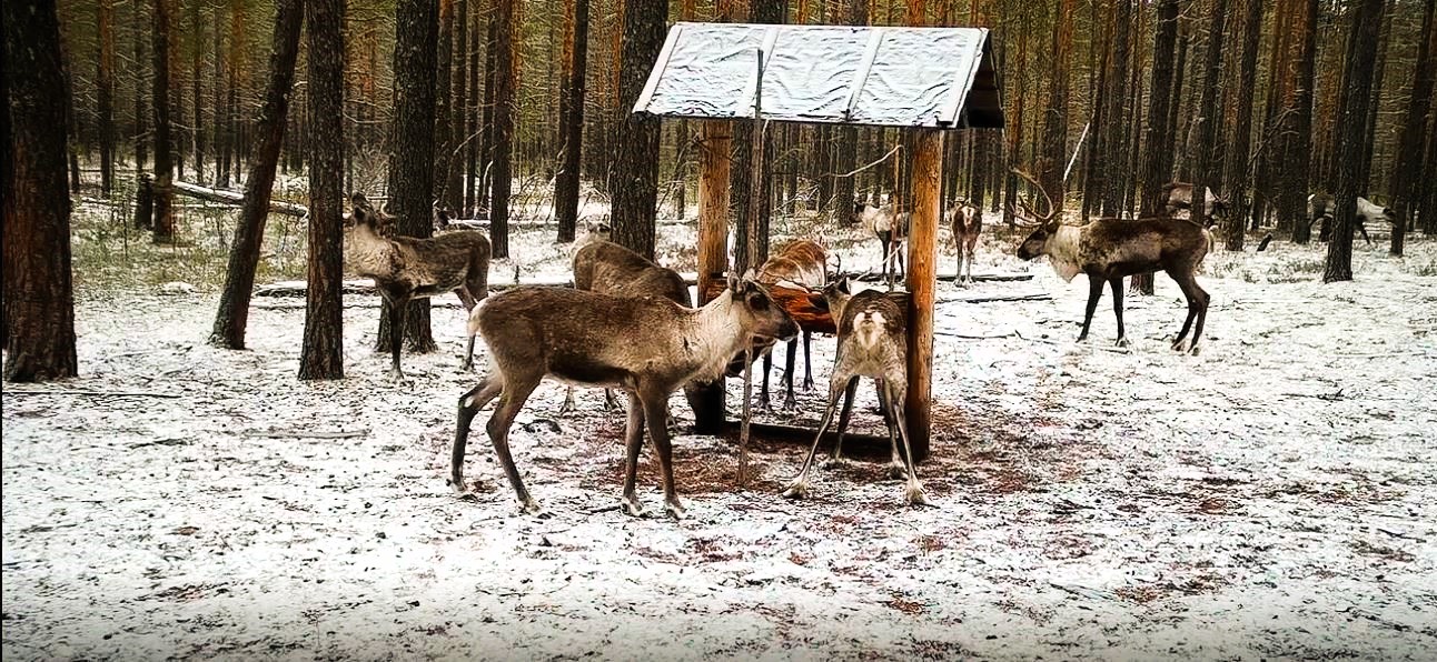 Фото: Виктор Мамонтов