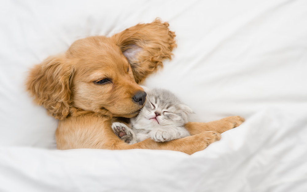 Ermolaev Alexander/Shutterstock/Fotodom