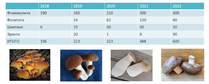 Обилие грибов. Российские грибы теряют ценность. В России установилось перепроизводство