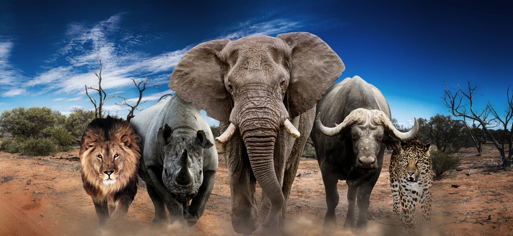 Фото: Photos from Africa/shutterstock