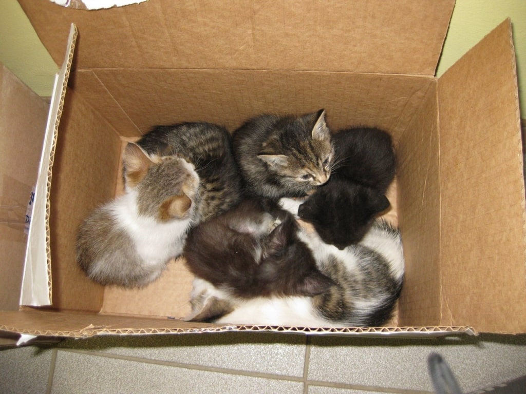Котята
