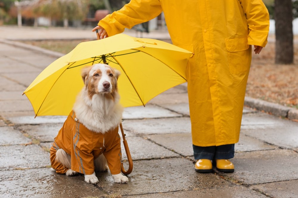  Pixel-Shot/Shutterstock/Fotodom