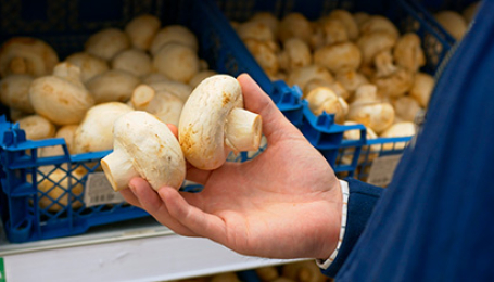 Рынок грибов: динамика и точки роста