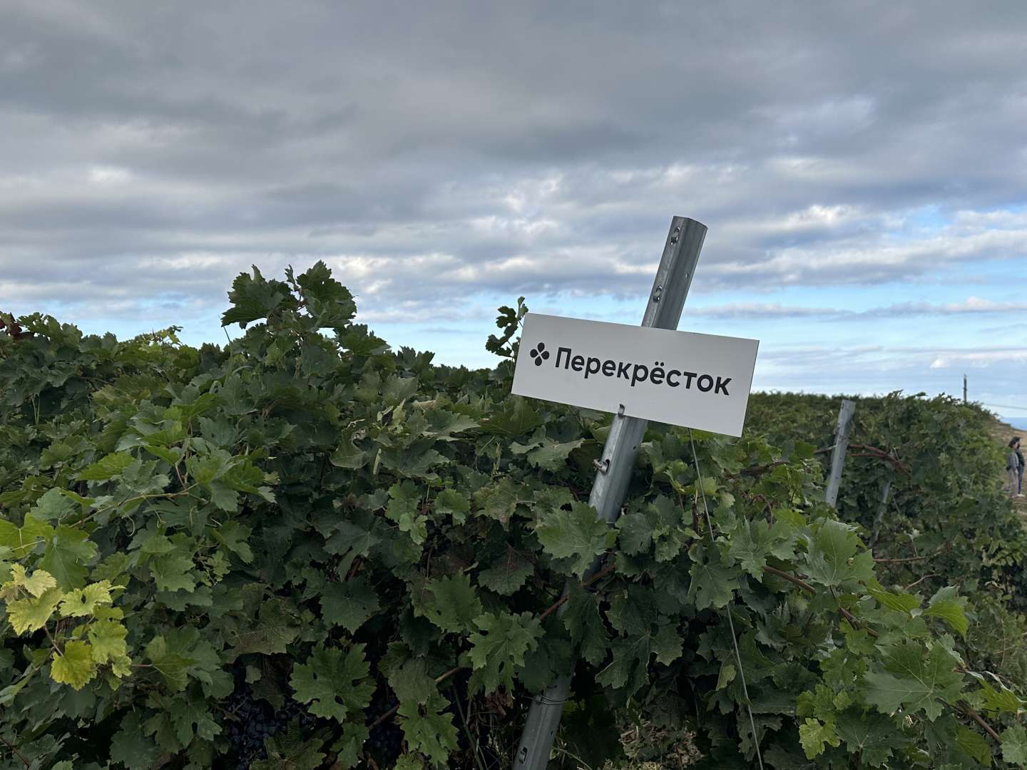 Источник: «Перекрёсток»