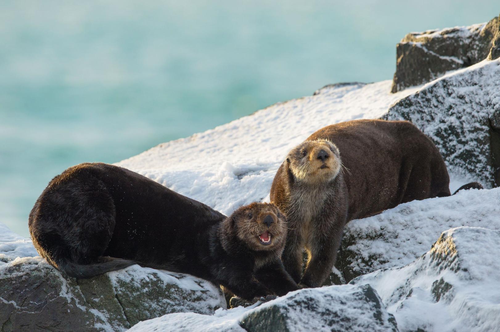 Фото: Алексей Перелыгин