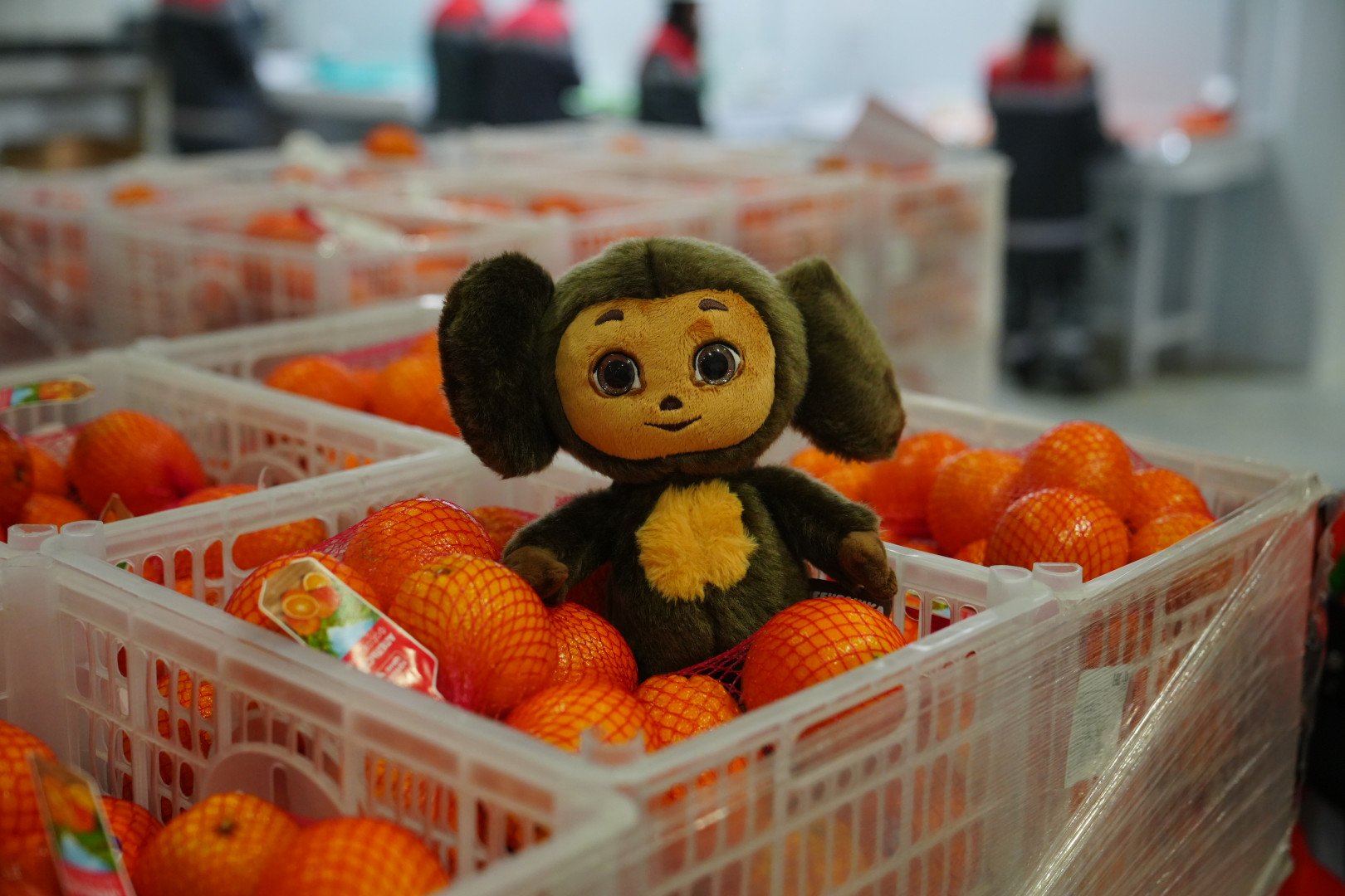 Источник: X5