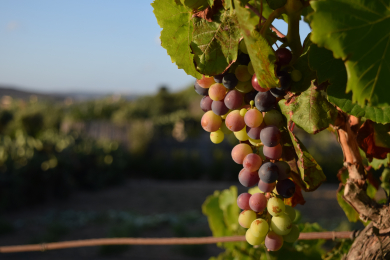 Выручка винодельческого комплекса «Шато де Талю» выросла на 5%