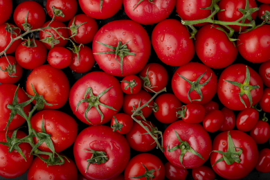 Минсельхоз обнулит ввозную пошлину на помидоры, чтобы не повторить «яичный кризис»