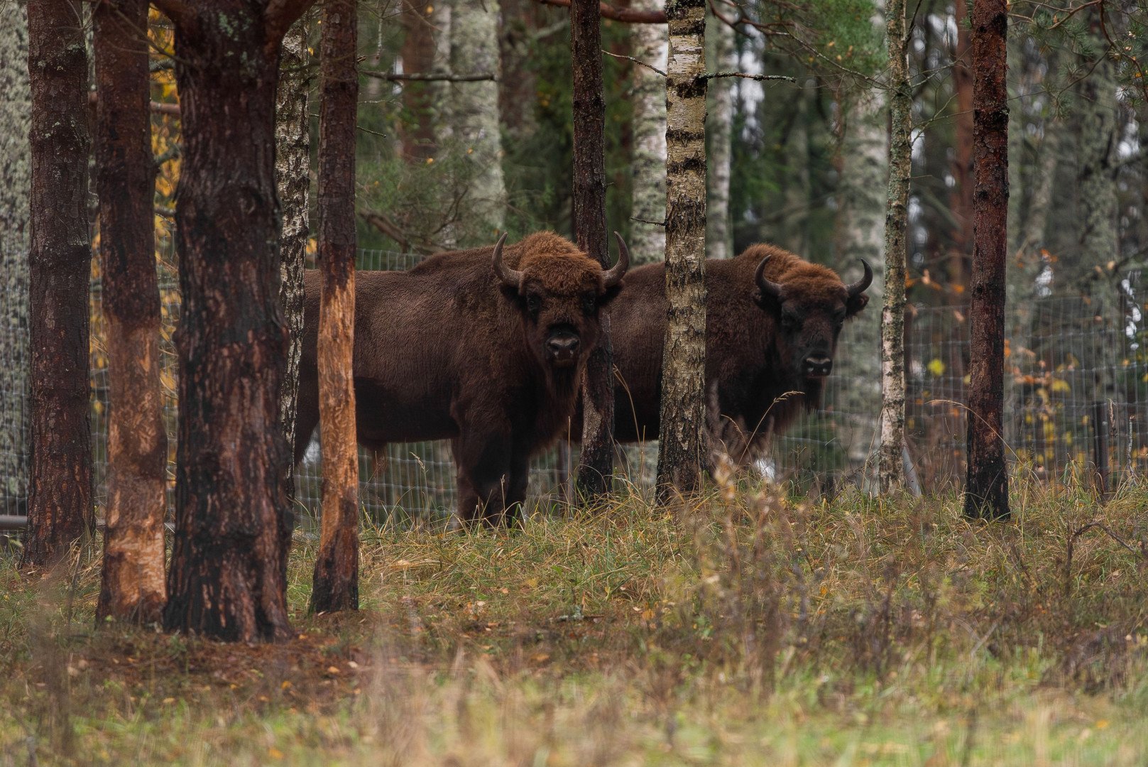 Источник: Wildberries & Russ