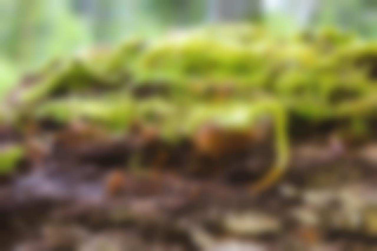 Pixabay.com