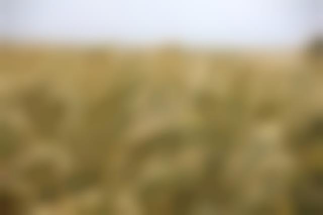 field-196173_640.jpg