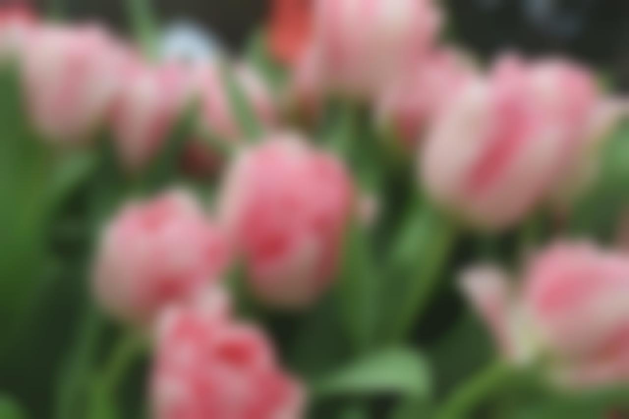 цветы, pixabay