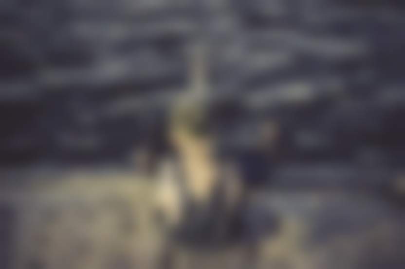 Lorri Lang / Pixabay 