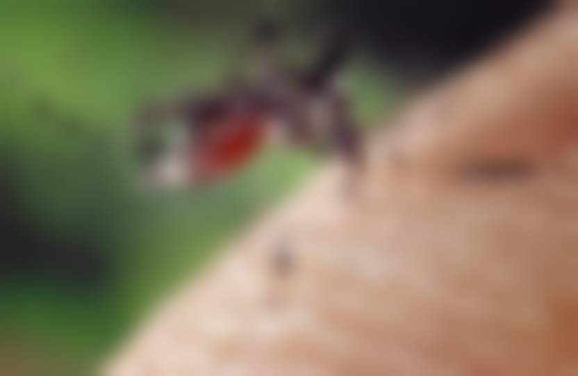 Источник: Pixabay