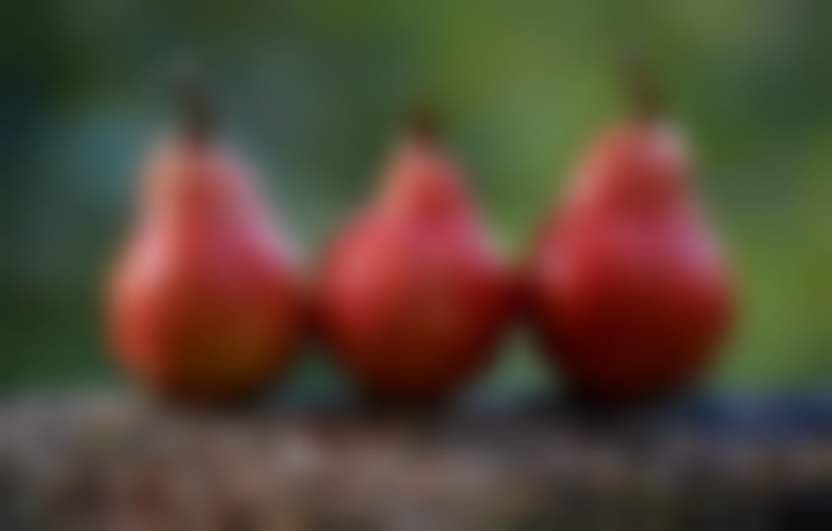 Free-Photos / Pixabay 