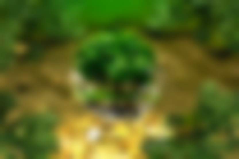 Источник: Pixabay