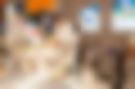 Декоративное изображение