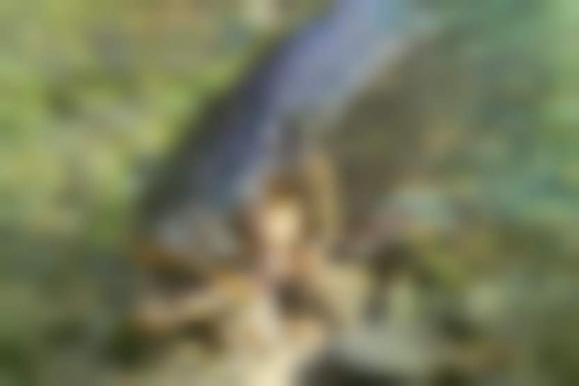 Barbara Jackson / Pixabay 