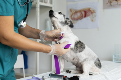Минпромторг предложил ввести обязательную маркировку ветеринарных препаратов