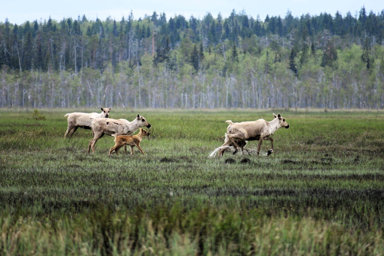 Фото: Виктор Мамонтов