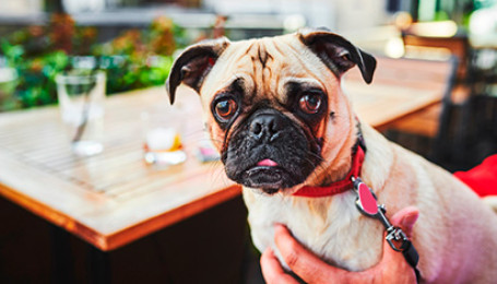 Ресторан pet-friendly: вход с собаками разрешен