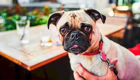 Ресторан pet-friendly: вход с собаками разрешен