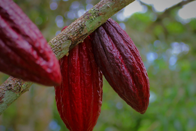 Какао-бобы подорожали до рекордных показателей 50-летней давности