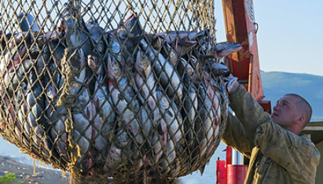 Рыбный штиль: отрасль замедлилась и ждёт инвестиций, а потребитель урезает бюджет