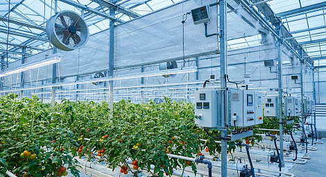 Декоративное изображение