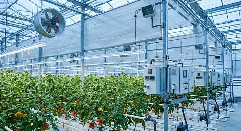 Декоративное изображение