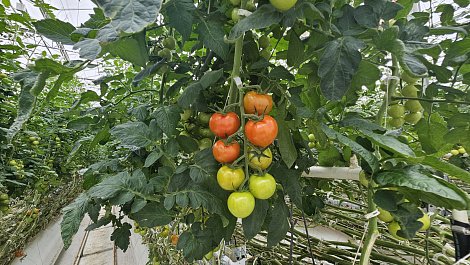 Декоративное изображение