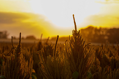 Декоративное изображение