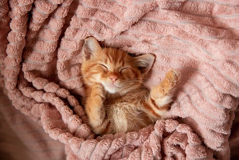 Декоративное изображение