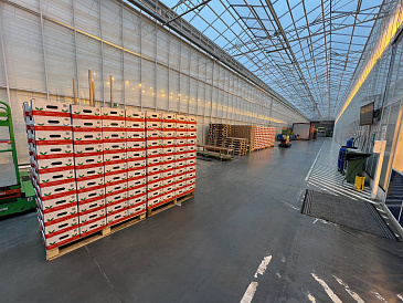 Декоративное изображение