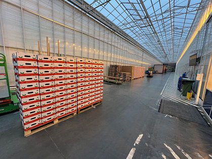 Декоративное изображение