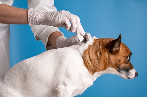 Декоративное изображение