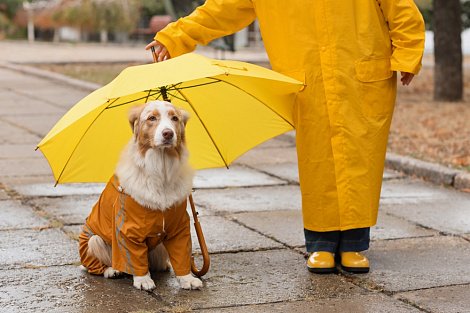 Декоративное изображение