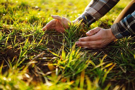 Декоративное изображение