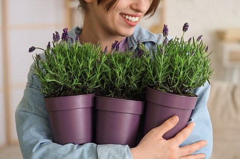 Декоративное изображение