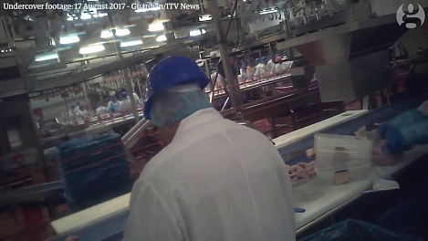 Undercover inside the chicken factory