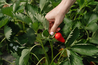 Декоративное изображение
