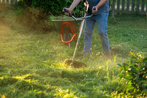 Декоративное изображение