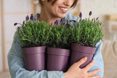 Декоративное изображение